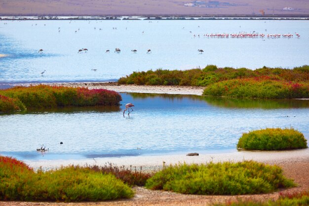 Las Salinas Cabo de Gata Almeria-flamingo&#39;s Spanje