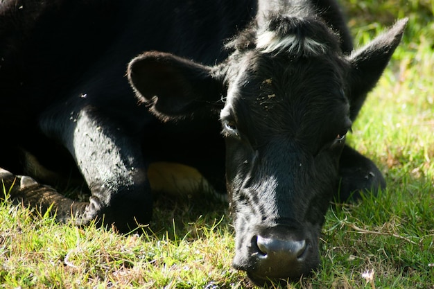 Photo las vacas de colombia