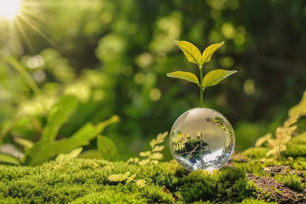 Lass globe ball with tree growing and green nature