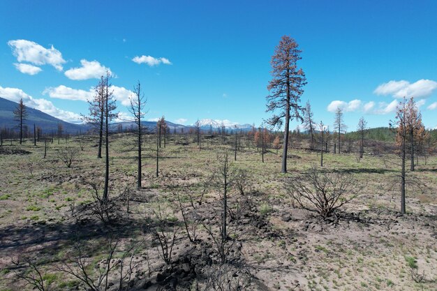 Lassen national forest California