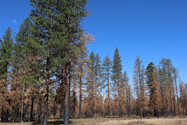 Lassen national park California