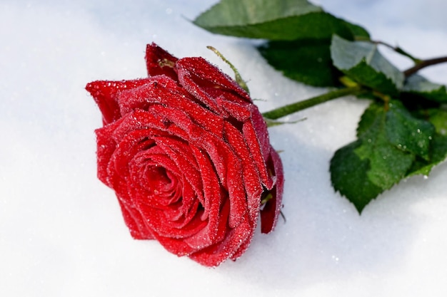 薔薇の最後の息吹