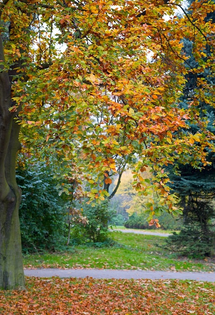 Last golden tree foliage in autumn city park