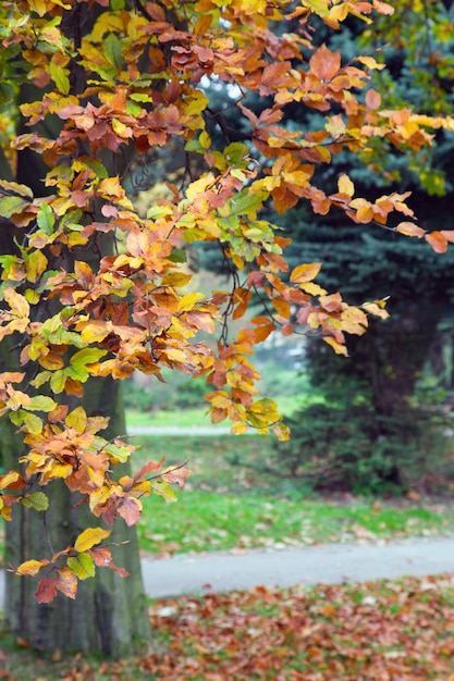 Last golden tree foliage in autumn city park