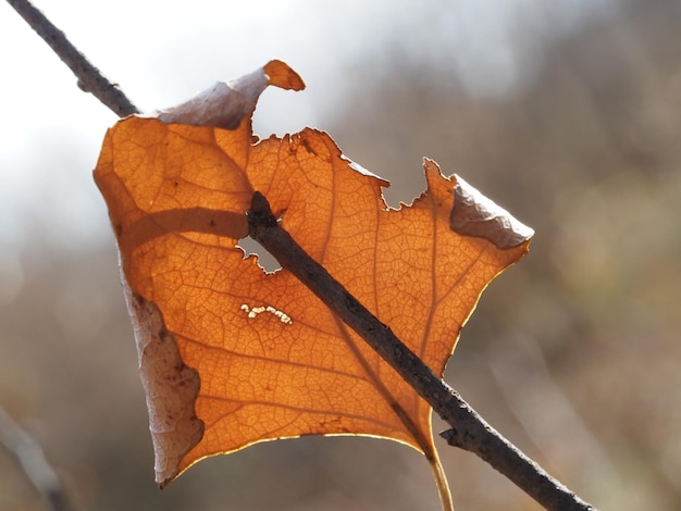 the last leaf accidentally preserved on the tree