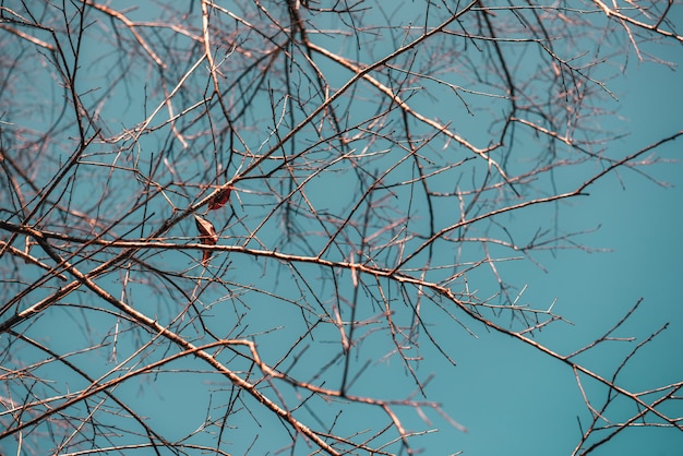 Last leaf on the branch