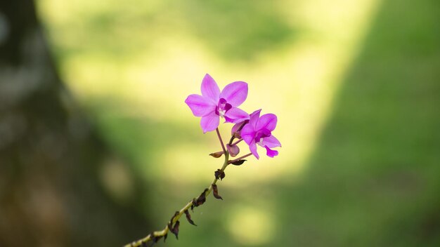 부드러운 보케 배경 꽃 사진에 대한 긴 줄기의 끝에서 마지막으로 서 있는 보라색 오키디 꽃 