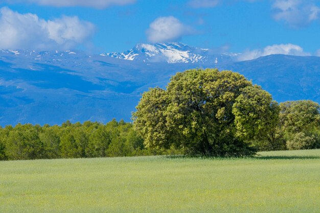 Last steppes in the fields of granada