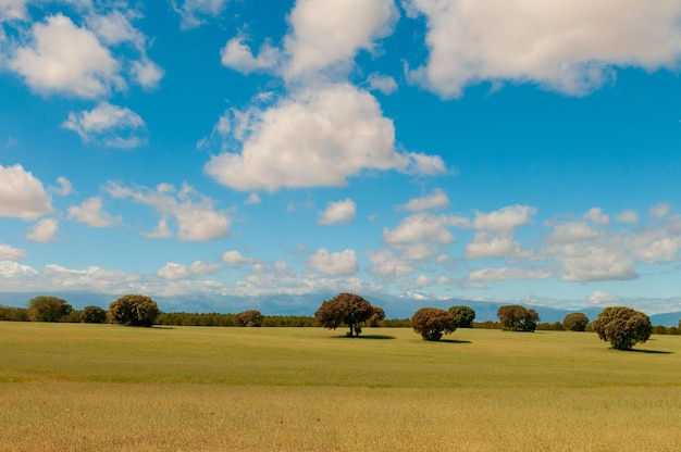 Ultime steppe nei campi di granada