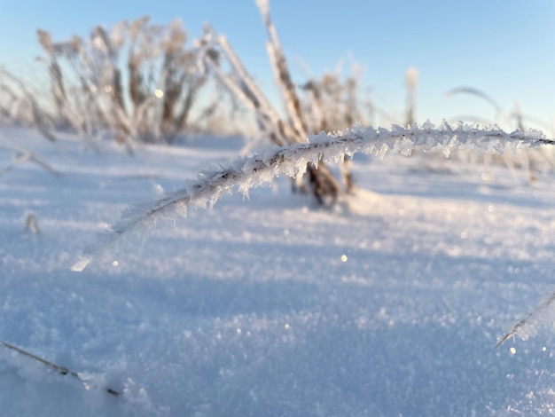 В прошлом году трава, покрытая снегом и морозом в поле на фоне голубого неба