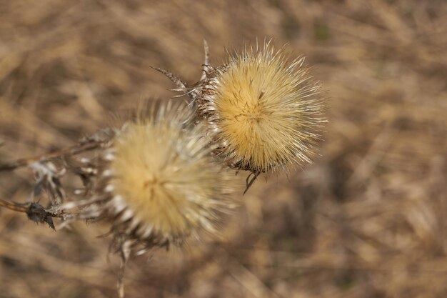 Last year's dry inflorescences of plants in the garden Focus on the background