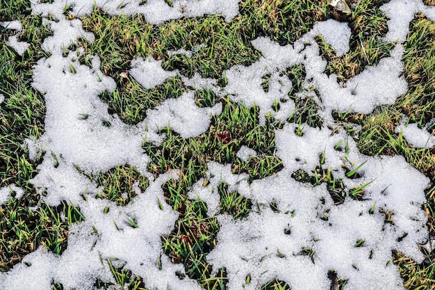 Last year's green grass from under the melting snow in nature