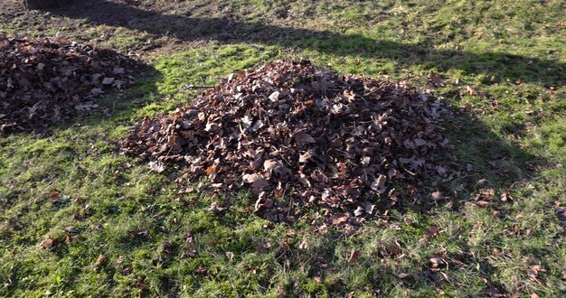 Photo last years foliage collected in heaps after cleaning in the park