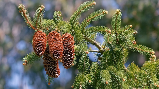 Last years open cones of Yixiang on a green spruce branch