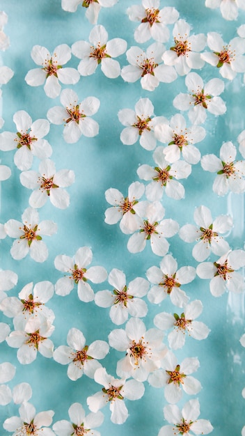 Lat lay of floating wild cherry white flowers on the surface of water, pastel blue background