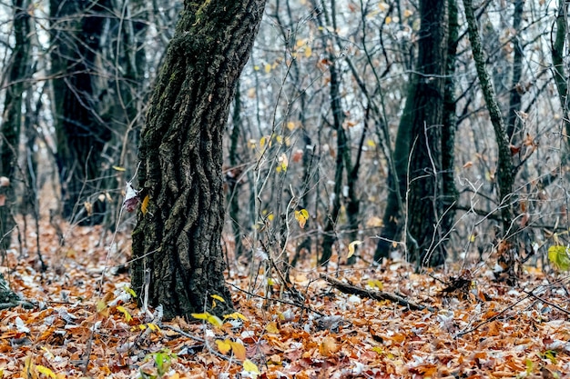 Поздняя осень в лесу