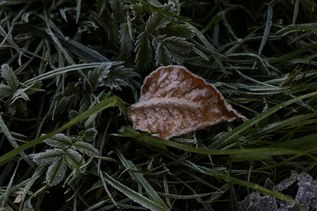 写真 晩秋の緑の草と白い霜の背景の葉