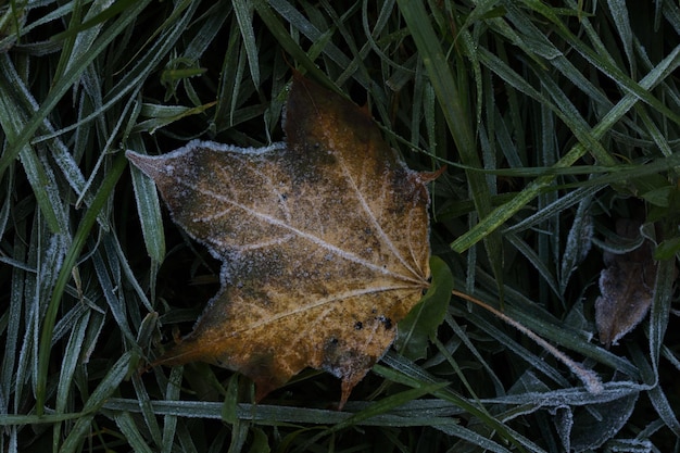 Late autumn green grass and leaves with white frost background