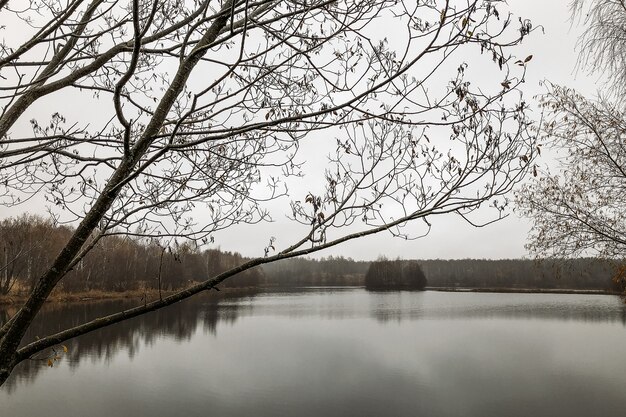 Late autumn landscape on the lake shore and leafless forest on horizon