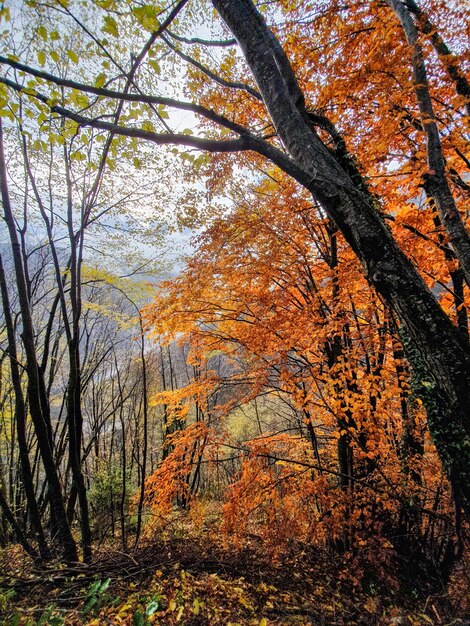 Late autumn leaf colour