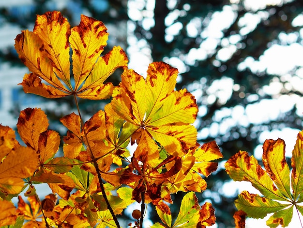 Late herfstbladeren bokeh achtergrond