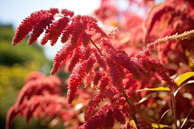 Позднолетний цветущий кустарник Staghorn Sumac с красной друпой