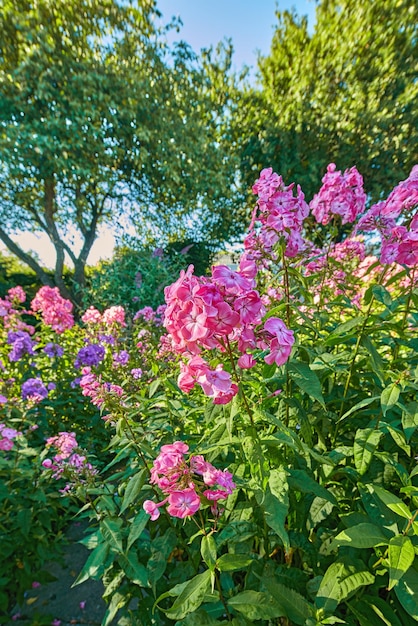 晩夏の庭晩夏の庭の写真