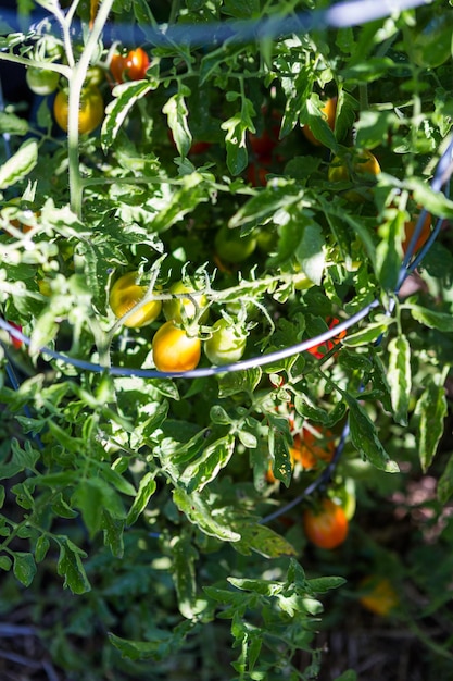 Late summer in organic community vegetable garden.