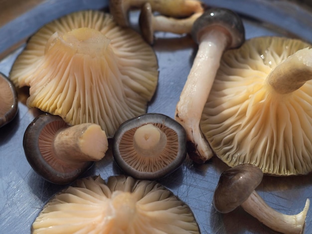 Late winter edible mushroom Hygrophorus hypothejus on metal background