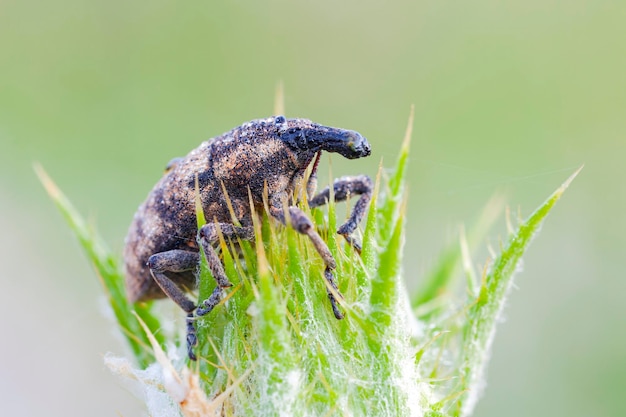 Lateral view close up of a snout beetle, also referred to as weevil...