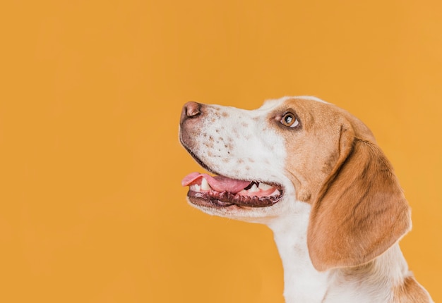 Foto cane felice di vista laterale che osserva in su