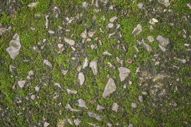 Laterite stone floor with small moss.