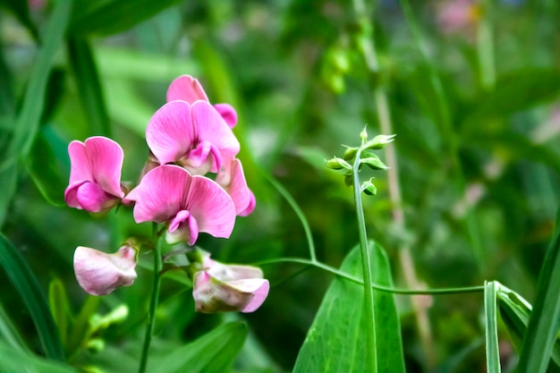 Lathyrus sylvestris, de platte erwt of smalbladige erwtenbloemen