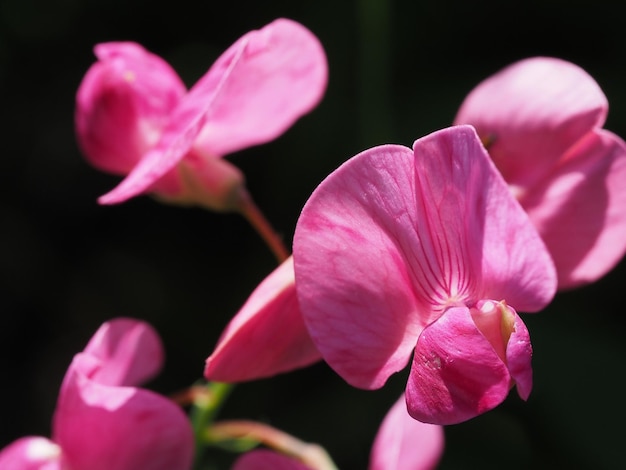 Lathyrus sylvestris flower in the summer forest