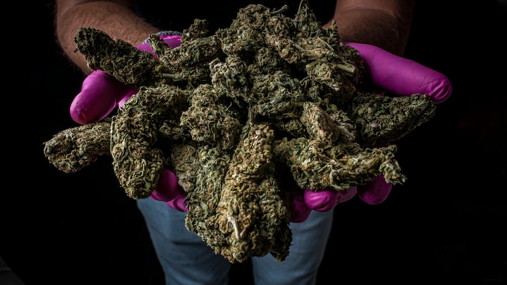Foto latijns-amerikaanse boer werkt met zijn medicinale wietplanten op zwarte achtergrond