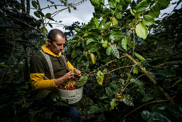 Latijns-Amerikaanse koffieboer die met zijn planten in de oogst werkt en de koffie in de jungle droogt