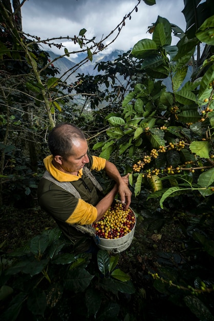 Latijns-Amerikaanse koffieboer die met zijn planten in de oogst werkt en de koffie in de jungle droogt