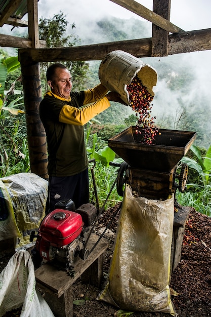 Latijns-Amerikaanse koffieboer die met zijn planten in de oogst werkt en de koffie in de jungle droogt