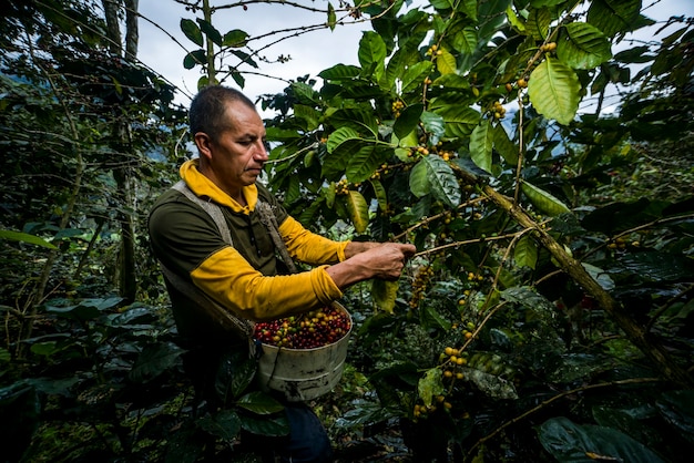 Latijns-Amerikaanse man die koffie oogst op zijn boerderijen, omringd door vegetatie onder verschillende hoeken