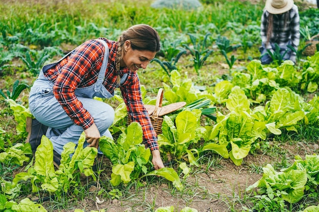 Latijnse boervrouw die werkt tijdens het oppakken van slaplant Boerderijleven en oogstconcept