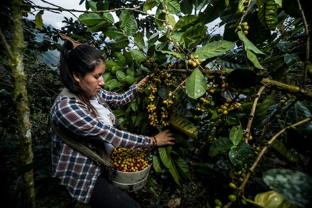 Contadina latinoamericana che lavora nella raccolta con le sue piante e asciuga il caffè in posa