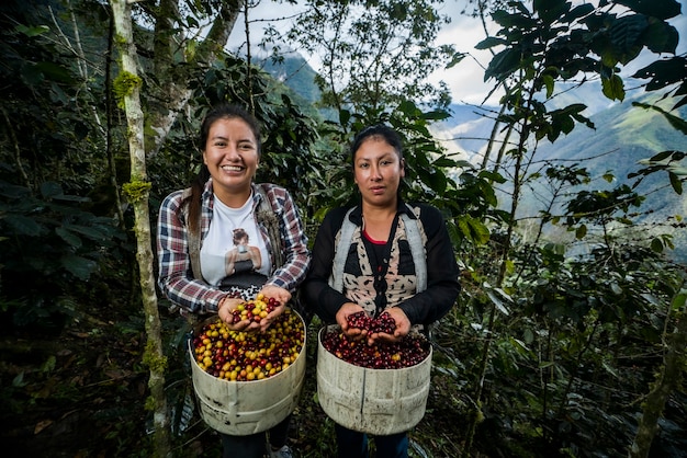 그녀의 식물과 함께 추수에서 일하고 커피 포즈를 취하는 라틴 아메리카 농부