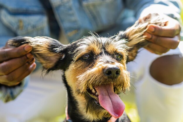 晴れた日に都市公園の芝生の上をかわいい犬と一緒に歩くラテンアメリカ人男性