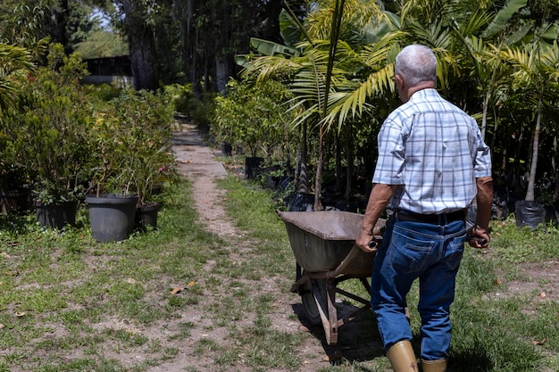 Un anziano latinoamericano nel suo cortile porta il compost nella sua carriola per lavorare nel suo giardino