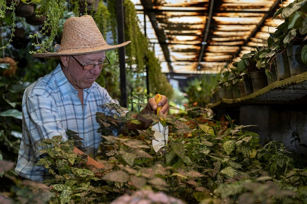 麦わら帽子をかぶったラテンアメリカの年配の男性は、彼の苗床から植物を剪定します