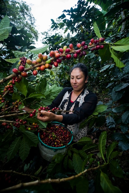 さまざまな角度で自分の農場でコーヒーを収穫するラテンアメリカの女性