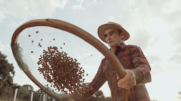 Latin farmer working in the coffee harvest on a sunny day in
the field sifting coffee beans