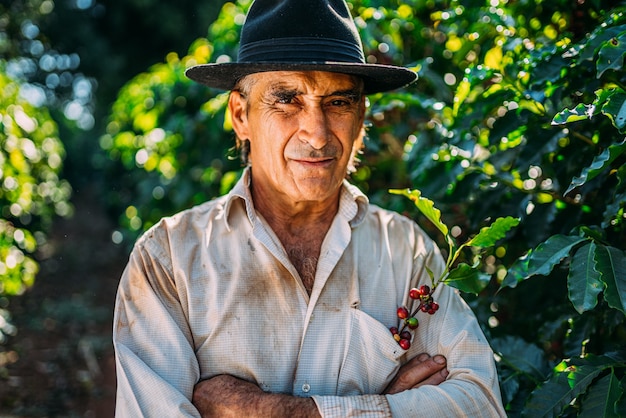 화창한 날에 커피 콩을 따는 라틴 남자. 커피 농부가 커피 열매를 수확하고 있습니다. 브라질