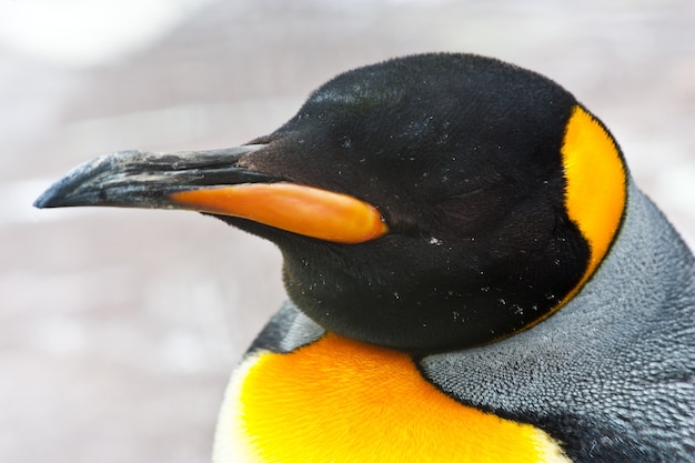 Латинское название Aptenodytes Patagonica, типичное для Фолклендских островов