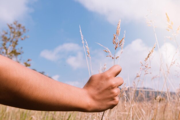 Latina Woman's Hand on Dry Grass in Rural Field in a sunny day